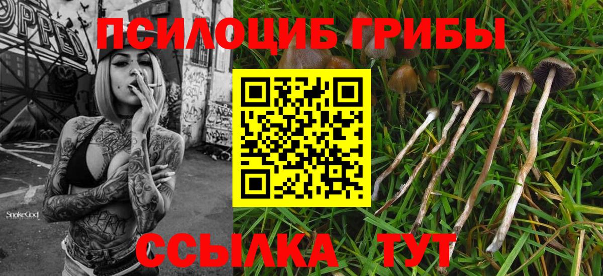 Галлюциногенные грибы Psilocybine cubensis Уссурийск
